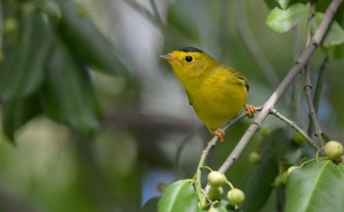 Wilson's Warbler likes to settle into low, thick stands of alders, willows, and different shrubs