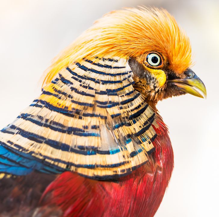 20 Majestic Birds You’d Wish You Could Hold in Your Hands