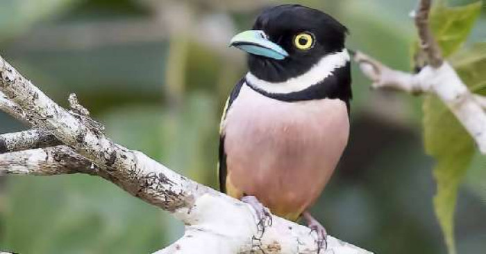 Black-and-Yellow Broadbills are characterized by their piercing yellow eyes, pink chests, aqua blue beaks, and white markings around its throat.