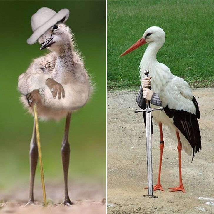 Internet Users Photoshop Birds With Human Arms and the Results Are Too Hilarious