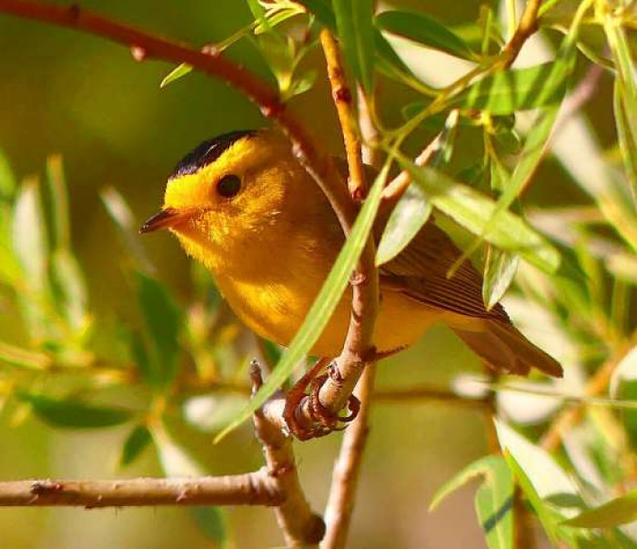 It is a bird that is effectively recognized by its dazzling yellow midsection and face