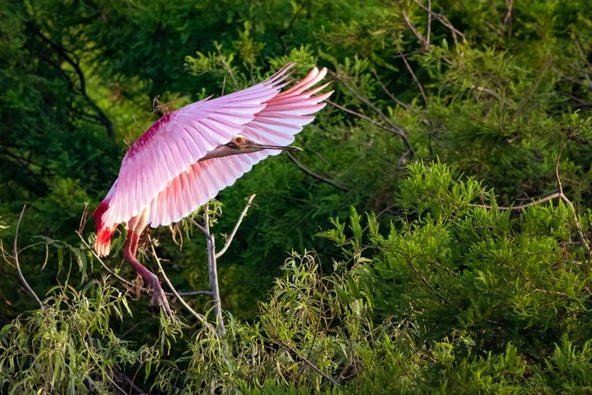 Roseate spoonbills feeling effects of changing climate