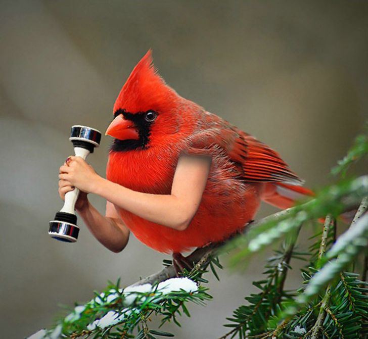 Internet Users Photoshop Birds With Human Arms and the Results Are Too Hilarious