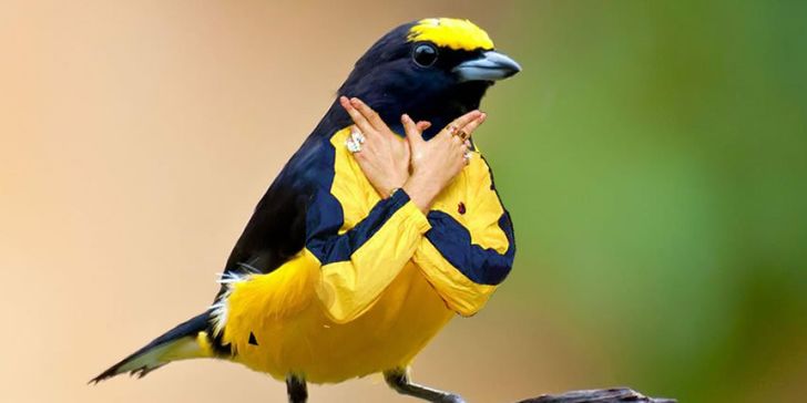 Internet Users Photoshop Birds With Human Arms and the Results Are Too Hilarious