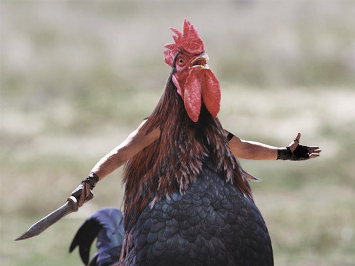 Internet Users Photoshop Birds With Human Arms and the Results Are Too Hilarious