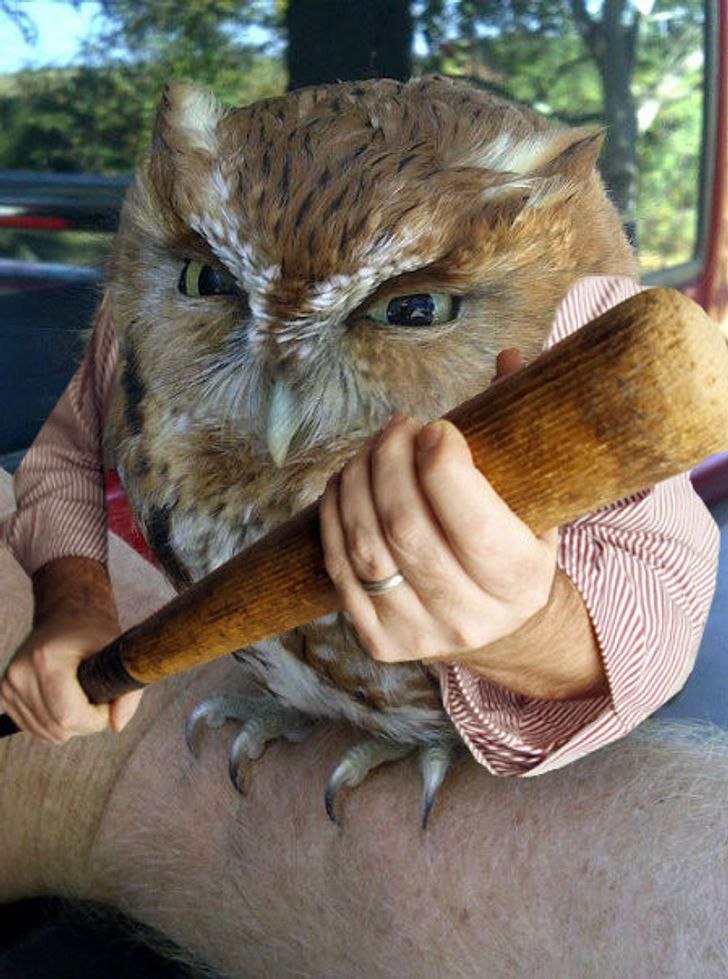 Internet Users Photoshop Birds With Human Arms and the Results Are Too Hilarious