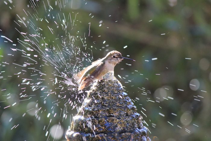 Bath Time In Back Yard Happens Every Day