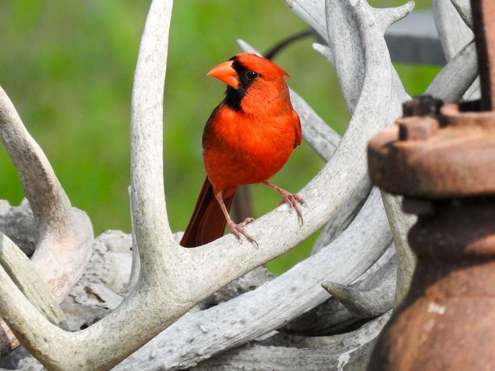 northern cardinal