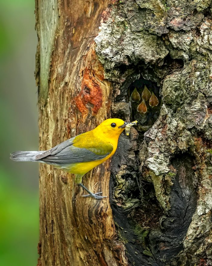 275251935 1 Andy Raupp Bnb Bypc 2021, pictures of warblers