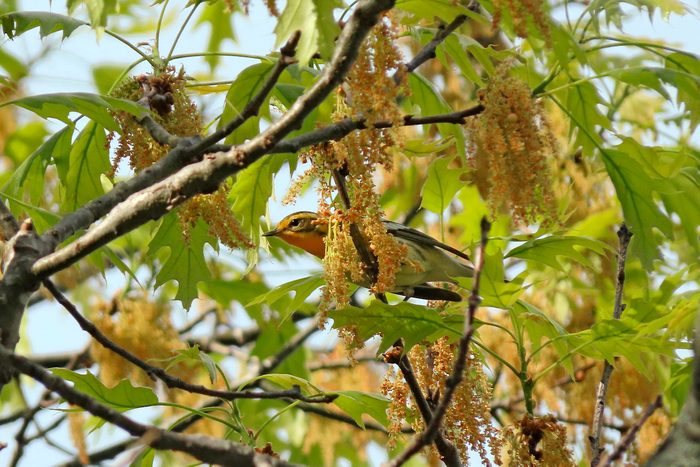 276366585 1 Amy Severino Bnb Bypc 2021, pictures of warblers