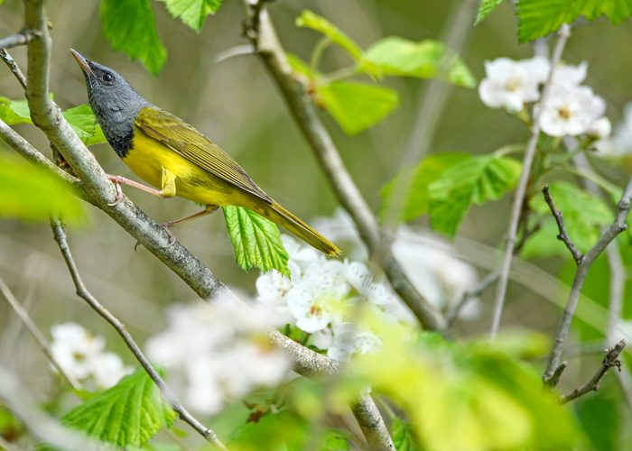 278095825 1 Evan Reister Bnb Backyard Photo Contest 2021, pictures of warblers