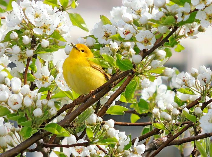 278128265 1 Pat Shaw Bnb Backyard Photo Contest 2021, pictures of warblers