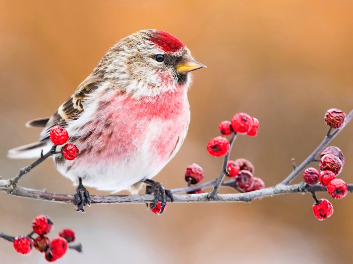 red bird, common redpoll