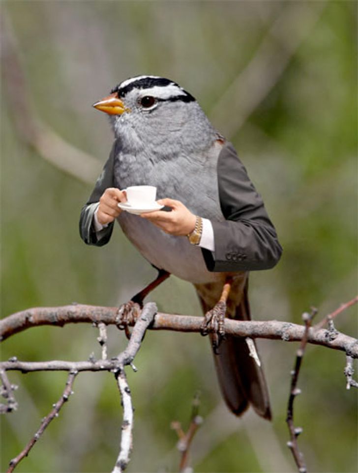 Internet Users Photoshop Birds With Human Arms and the Results Are Too Hilarious