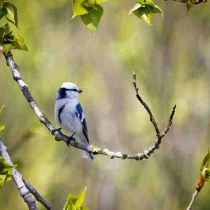 In the European region, they are known as tits while in North America, you might hear of them as titmice or chickadees.