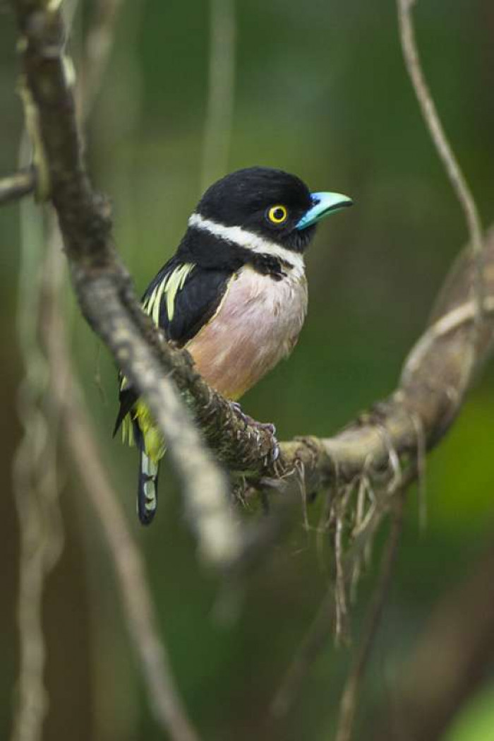 Black-and-Yellow Broadbills are not globally threatened but are now considered near-threatened.