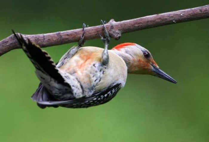 Its hard to see crimson belly sets it apart from other bird species