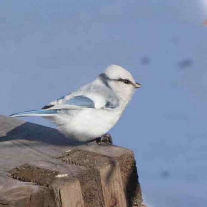 Baby Azure tits are called chicks. Like most birds, there are distinct rituals for both male and female of the species.