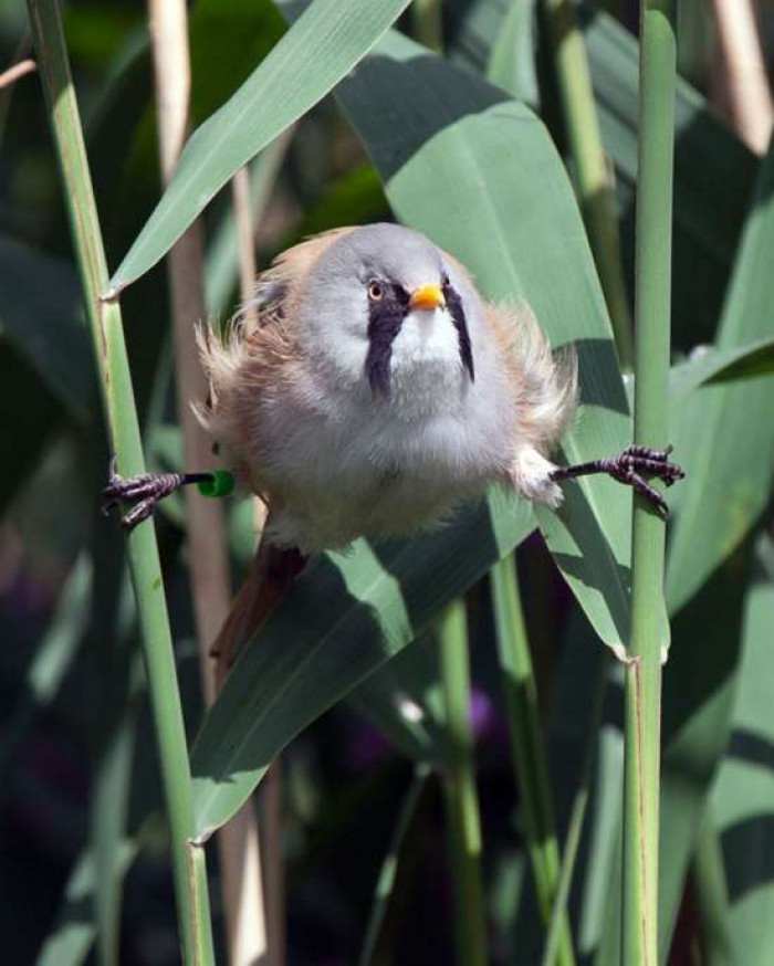 Although their flight speed has not yet been officially documented, their twisting techinque make these birds unremarkable fliers.