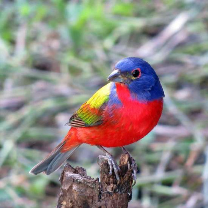 When they found out about a painted bunting just minutes away from home, they immediately made plans to see it.