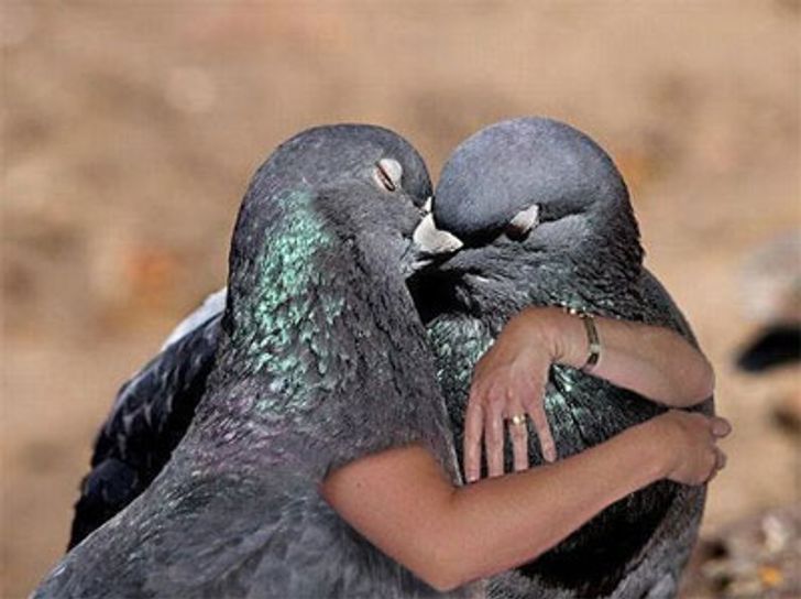 Internet Users Photoshop Birds With Human Arms and the Results Are Too Hilarious