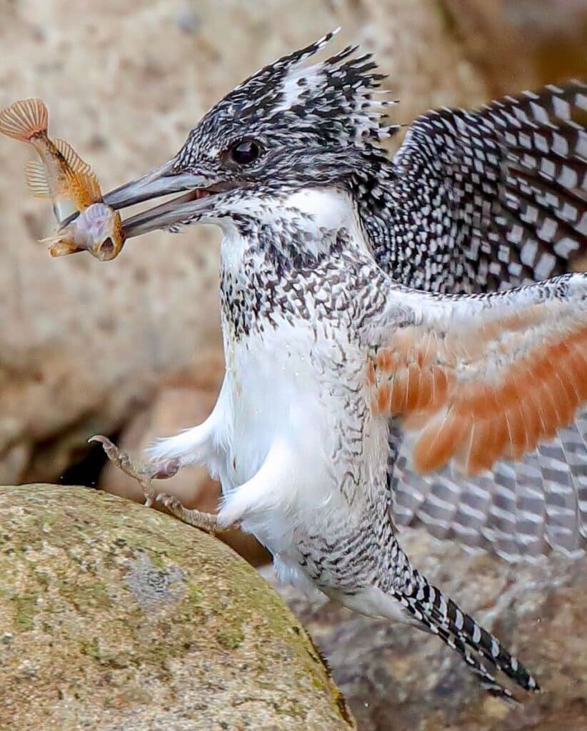 The crested kingfisher has black spots on its back and wings