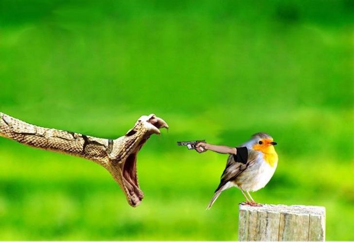 Internet Users Photoshop Birds With Human Arms and the Results Are Too Hilarious