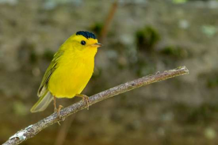 Meet this beautiful bird known as the Wilson's Warbler