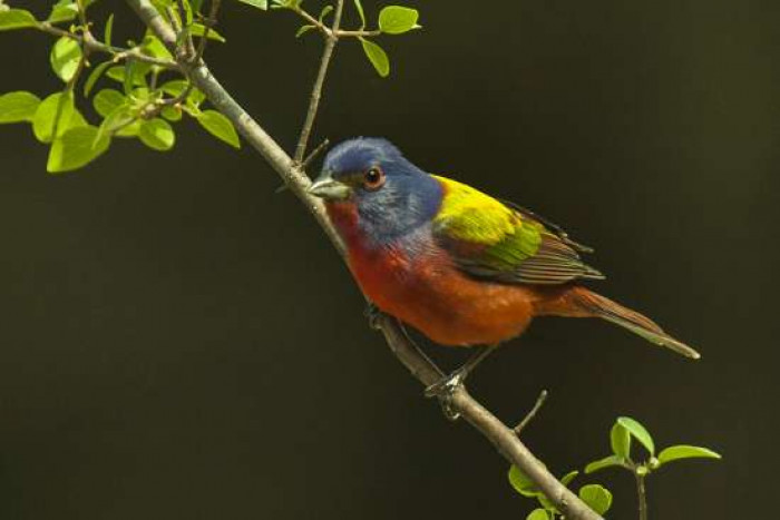 One particular by the name of Jacques Pitteloud has been an avid bird watcher for most of his life. He is 58 years old.