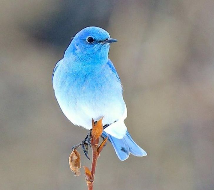 Mountain Bluebirds Lay Unusual Aquamarine Eggs, but the Bird Itself is the True Star of the Show (12 Pics)