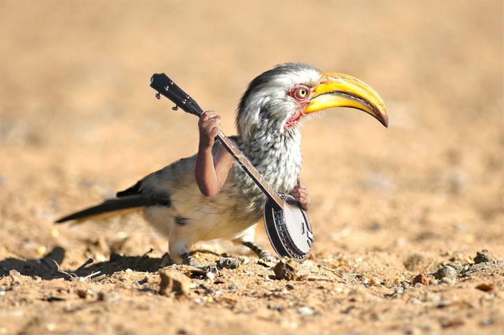 Internet Users Photoshop Birds With Human Arms and the Results Are Too Hilarious