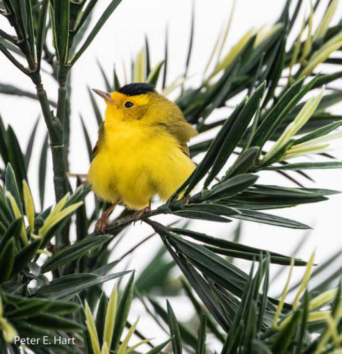 A stunning bird indeed