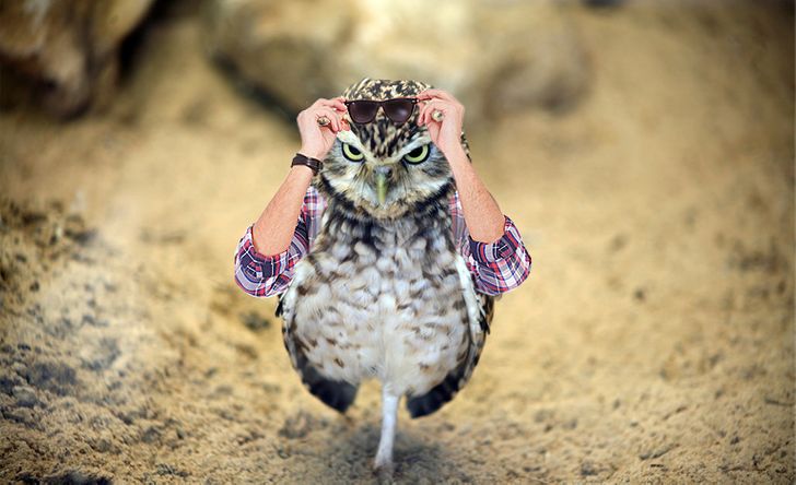 Internet Users Photoshop Birds With Human Arms and the Results Are Too Hilarious