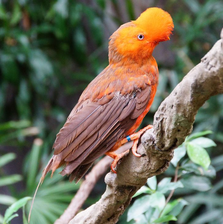 20 Majestic Birds You’d Wish You Could Hold in Your Hands