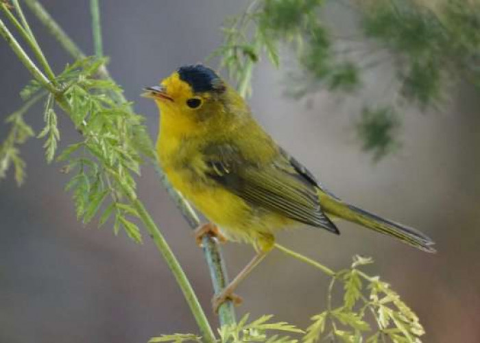 Wilson's Warbler is a seasonal monogamous bird, despite the fact that they can be polygynous too