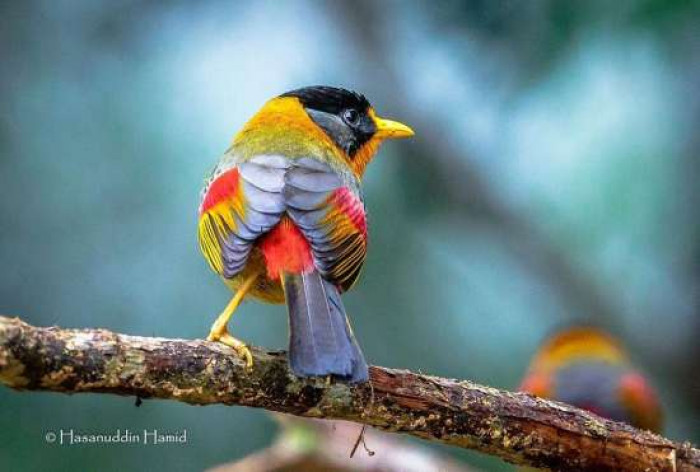 They are noisy little birds, but their whistling songs are sweet and relaxing. 