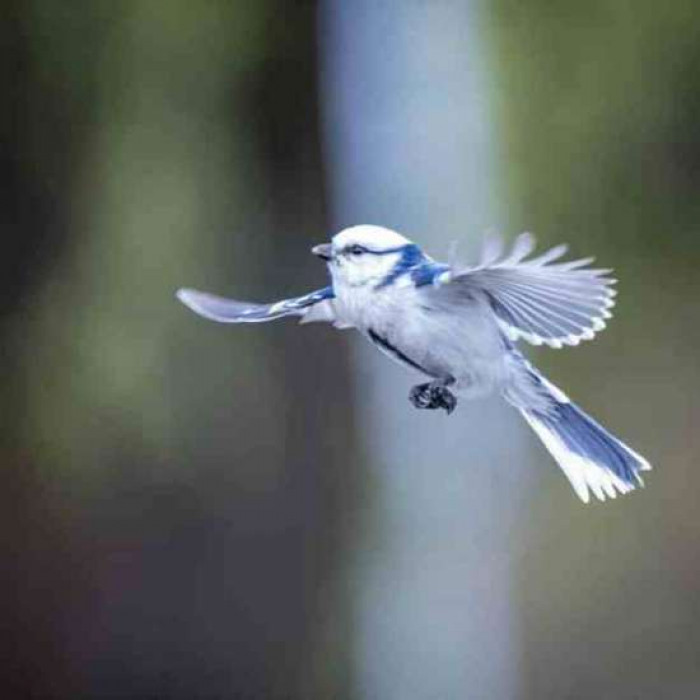 When breeding season comes around, the male Azure tits would court the female ones by providing for its mate and doing the courtship feeding.