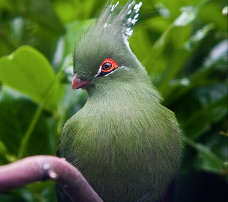 20 Exotic Birds That Seem to Have Come From Another Planet