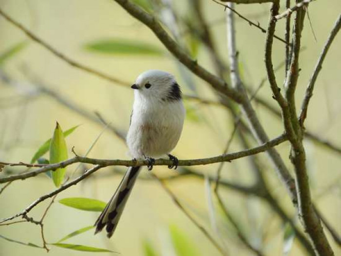 They feed on eggs and larvae of butterflies and moths, however, they have grown to have an increasing interest to peanuts because of the growing popularity of feeding areas for birds.