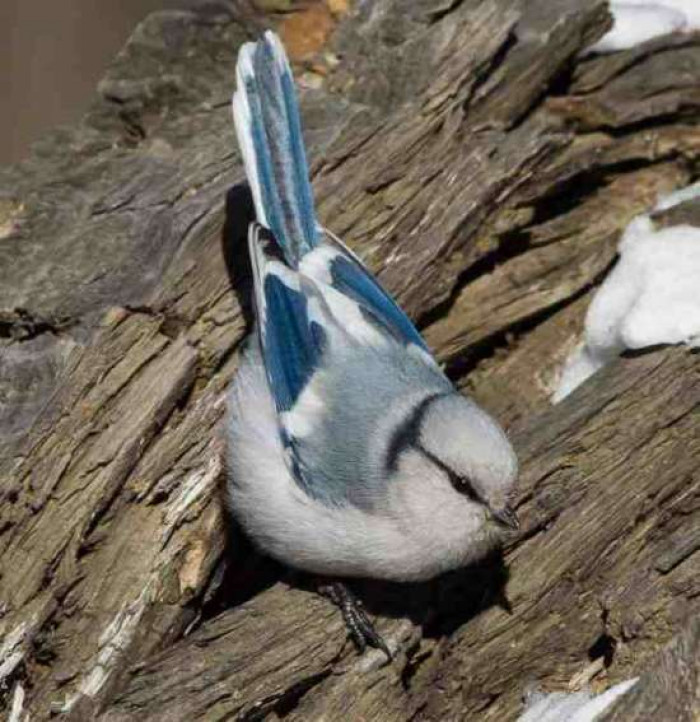 The Azure tit are considered as omnivores. The find nutrients in insects and invertebraes while mostly feeding for the rest of the year on nuts, berries, and seeds.