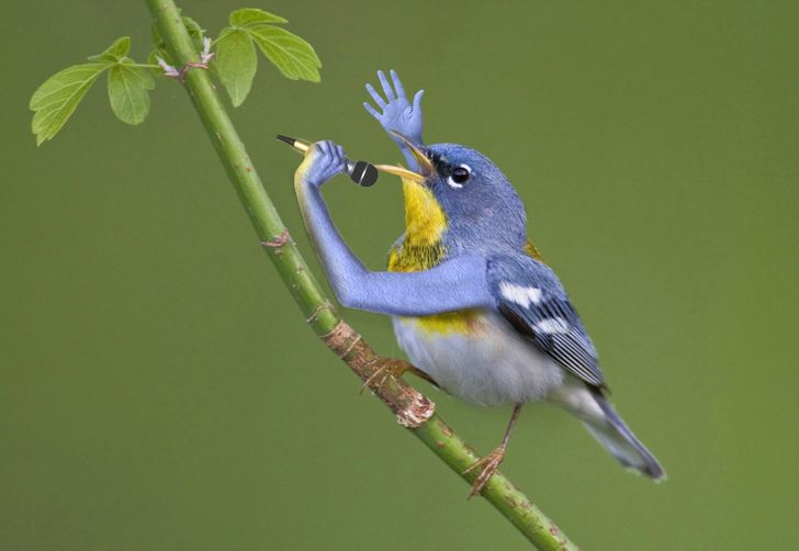 Internet Users Photoshop Birds With Human Arms and the Results Are Too Hilarious