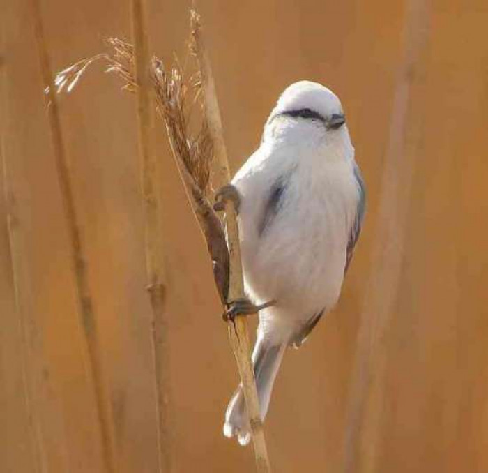 Here is the magestic Azure tit