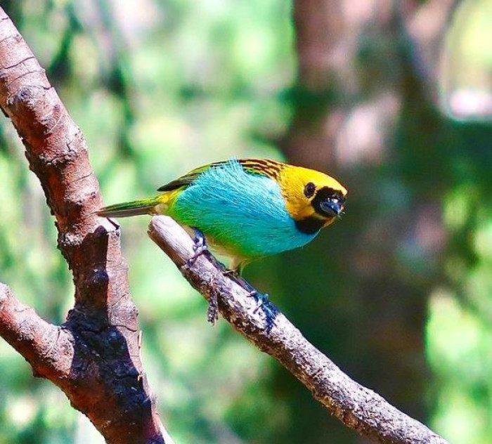 Females have a similar appearance to males, but are not often as vividly colored.