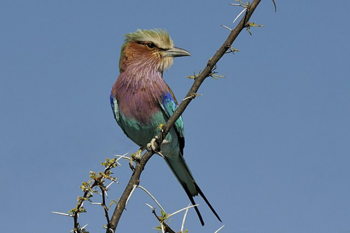 A Lilac-Breasted Roller perched on a high branch, surveying for prey