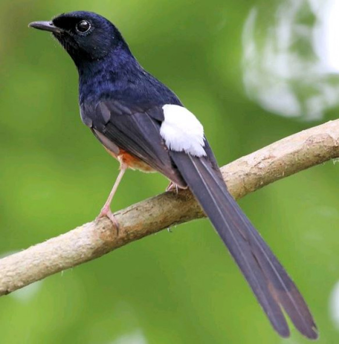 The Lifespan of a White Rumped Shama