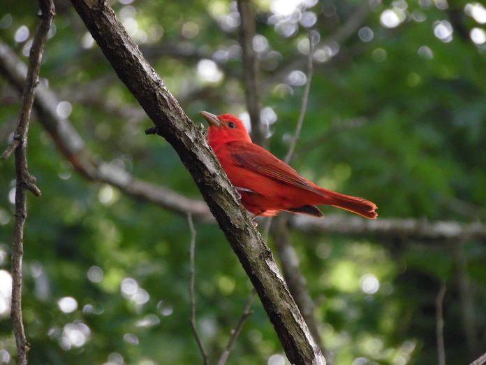 summer tanager