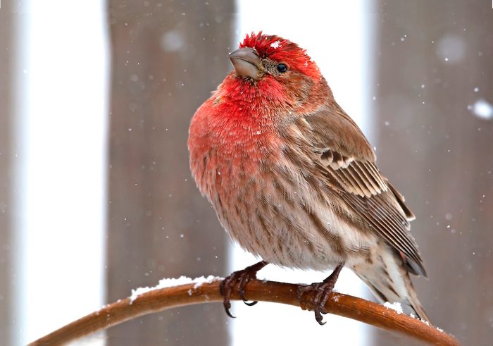 how to attract birds, Bnbugc Bradley Peschong, red bird