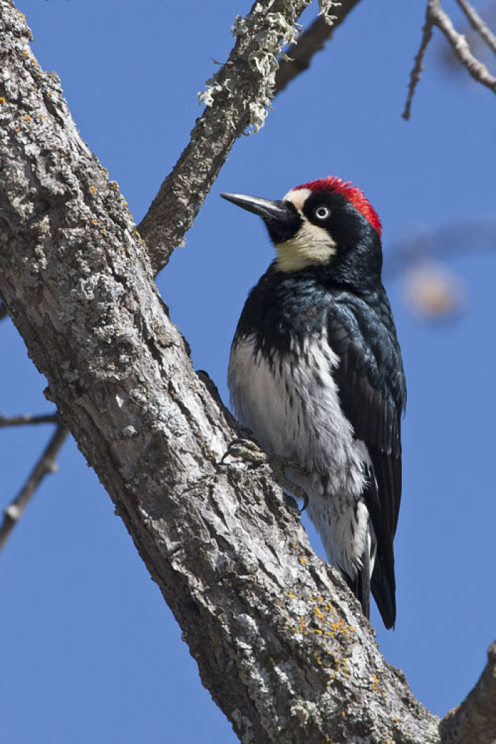 Acorn woodpecker’s singing resembles human laughter