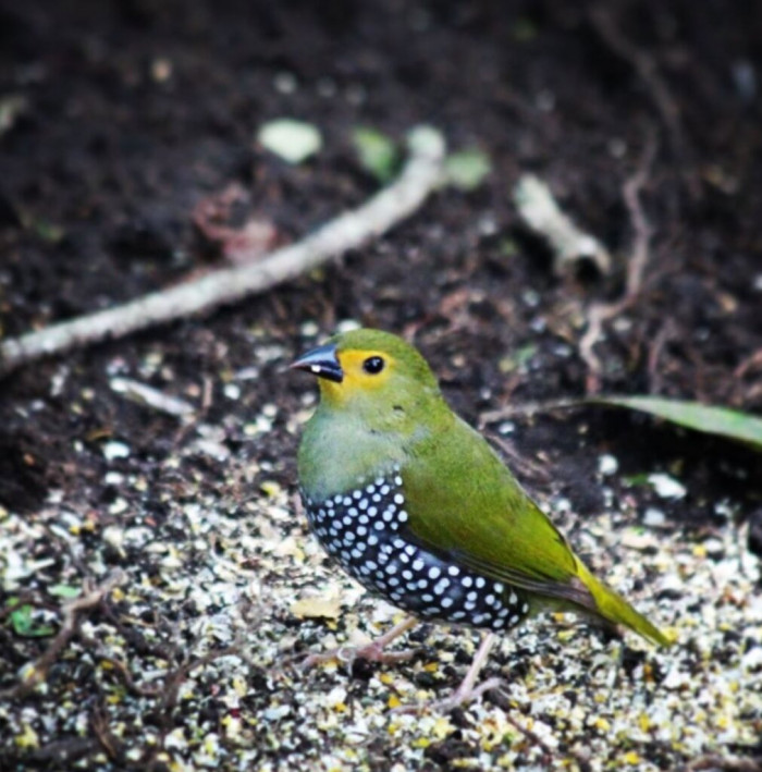 Green Backed Twinspot or also known as the Green Twinspot