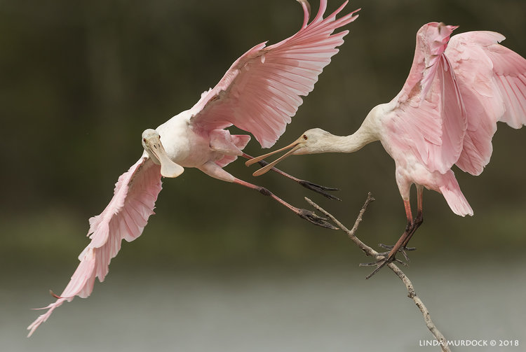 Courtship Roseate Spoonbill Style — Linda Murdock Photography
